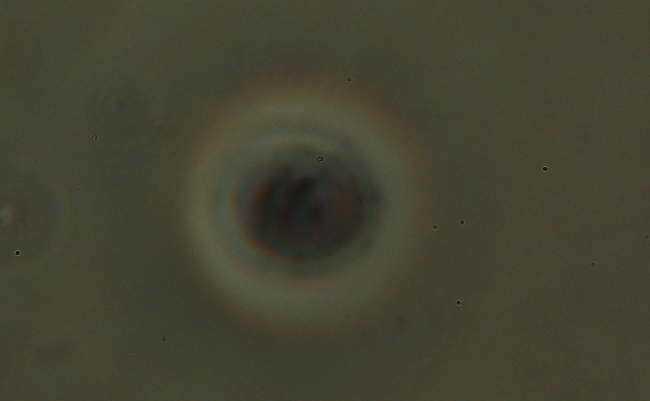 Una crosta a lunghi denti - foto 6727 (Dentipellis fragilis)
